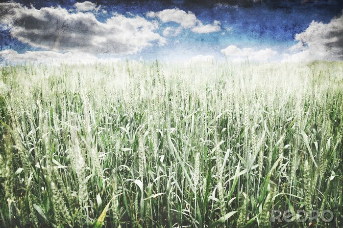 Bild Weizenfeld unter Natur