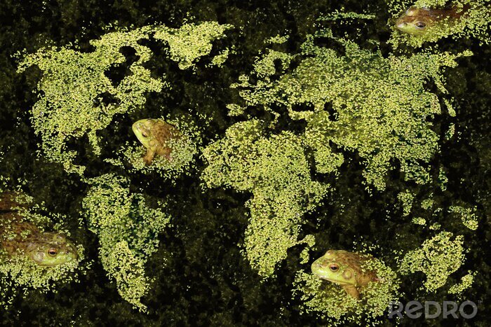 Bild Weltkarte mit Fröschen