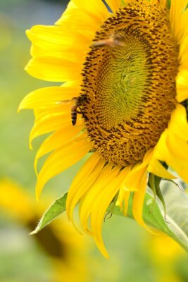 Bild Wespe sitzt auf der Sonnenblume