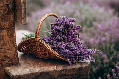 Bild Wicker basket of freshly cut lavender flowers on a natural wooden bench among a field of lavender bushes. The concept of spa, aromatherapy, cosmetology. Soft selective focus.