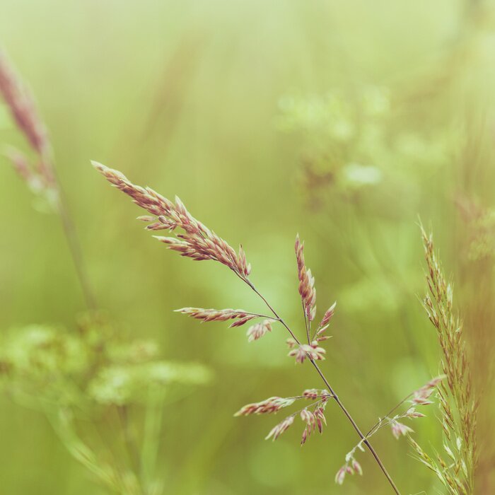 Bild Wiese als Natur