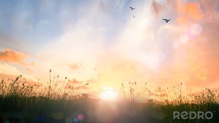 Bild Wiese im vollen Sonnenlicht