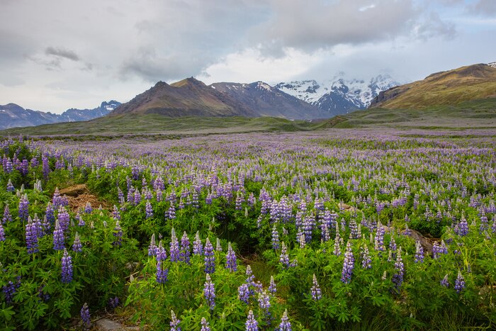 Bild Wiese mit violetten Blumen