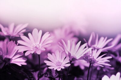 Wiese voller violetter Blumen