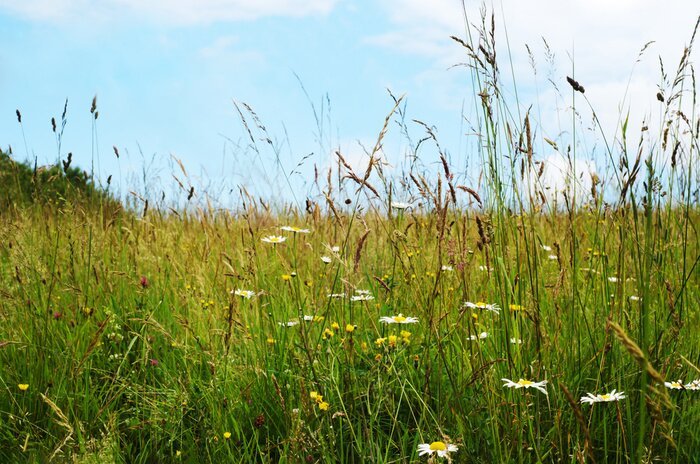 Bild Wiesenblumen unter Gräsern
