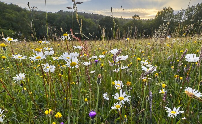 Bild Wildblumen auf der Wiese