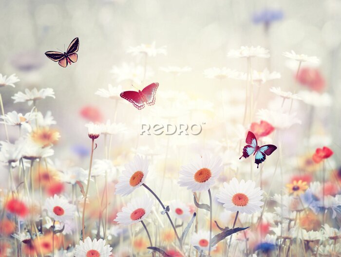 Bild Wilde Blumen auf einer Wiese