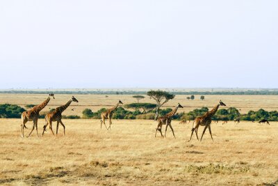 Wilde Giraffen in Afrika