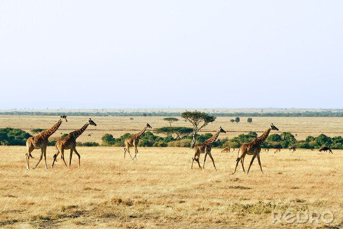 Bild Wilde Giraffen in Afrika