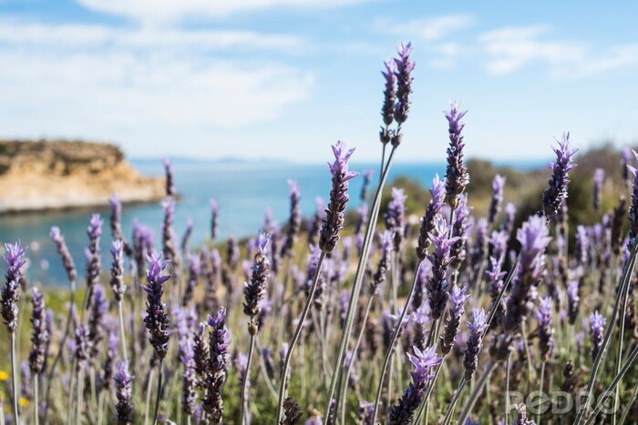 Bild Wilde Lavendelfelder an der Küste in Spanien