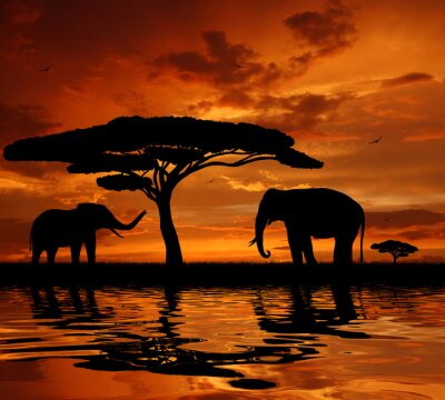 Wilde Tiere in Afrika