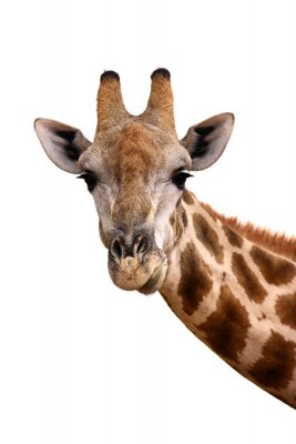 Wilde Tiere neugierige Giraffe