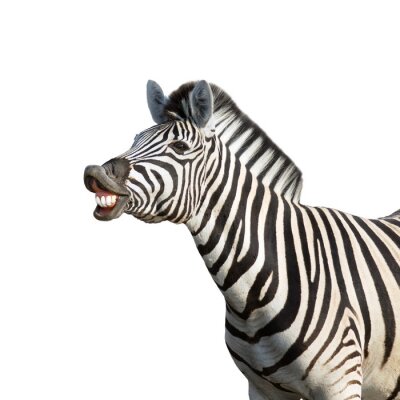 Wilde Tiere Zebra mit gefletschten Zähnen