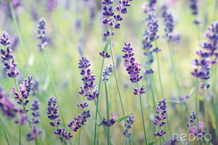 Bild Wilder Lavendel