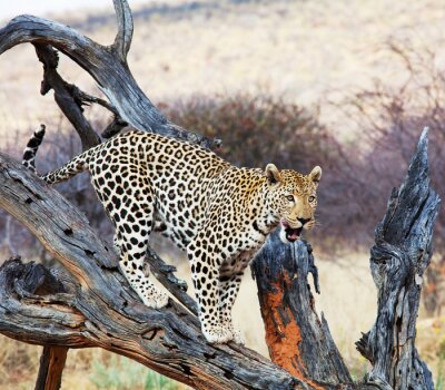 Wilder Leopard auf Baum