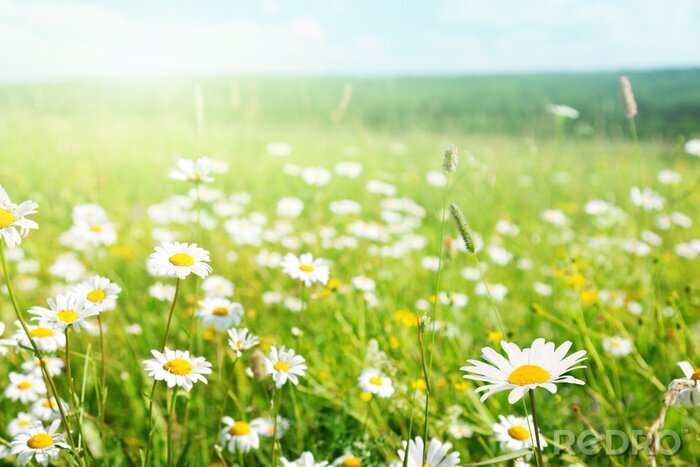 Bild Wildes Feld mit Pflanzen und Gänseblümchen