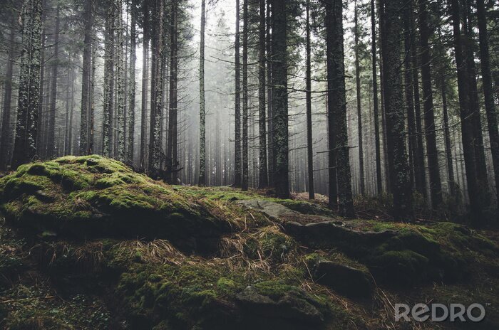 Bild Wildnislandschaftswald mit Kiefern und Moos auf Felsen
