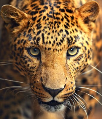 Wildtiere gefleckter Leopard goldenes Fell