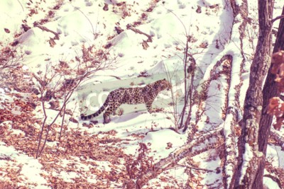 Bild Wildtiere im Schnee