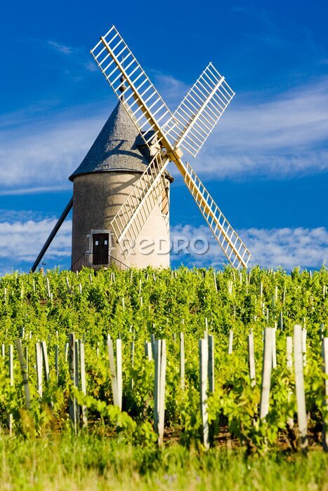Bild Windmühle auf einem Gebiet in Frankreich