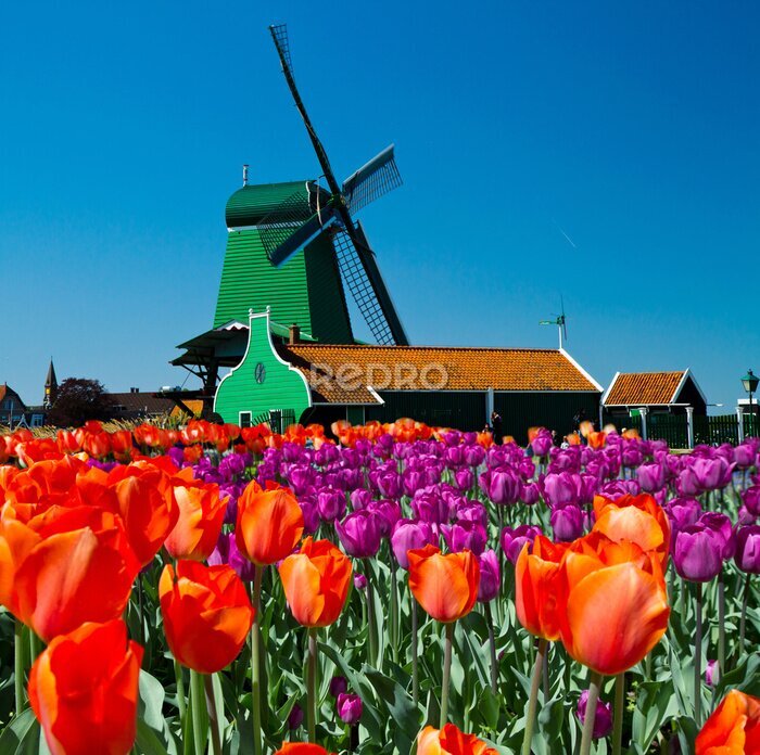 Bild Windmühle in holland