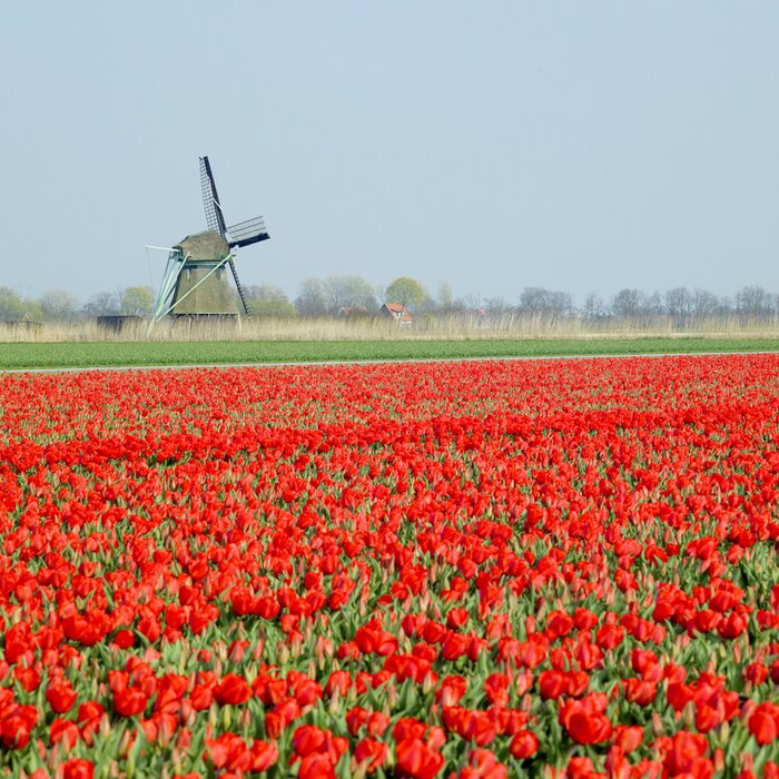 Bild Windmühle mit Tulpenfeld nahe Ooster Egalementsloot Kanal, Neth