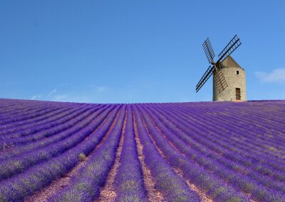 Windmühle und Lavendelfeld