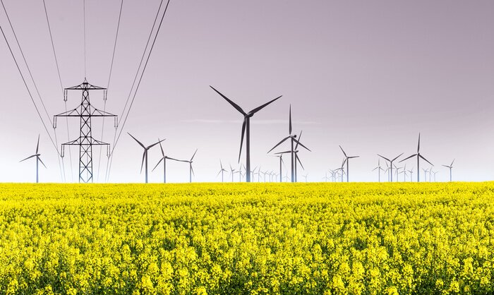 Bild Windräder in Rapsfeldern