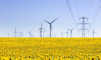 Bild Windräder in Sonnenblumenfeldern