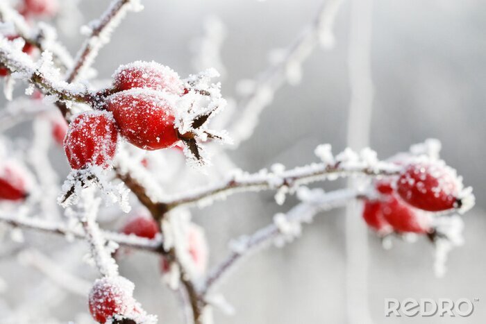 Bild Winter auf dem Land und gefrorenes Obst