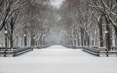 Bild Winter im Central Park