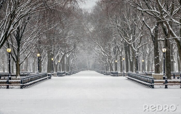 Bild Winter im Central Park
