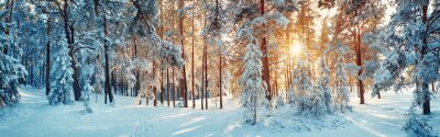 Bild Winter im Wald