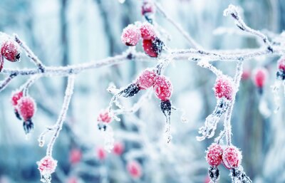 Bild Winter im Wald auf Makrofotografie