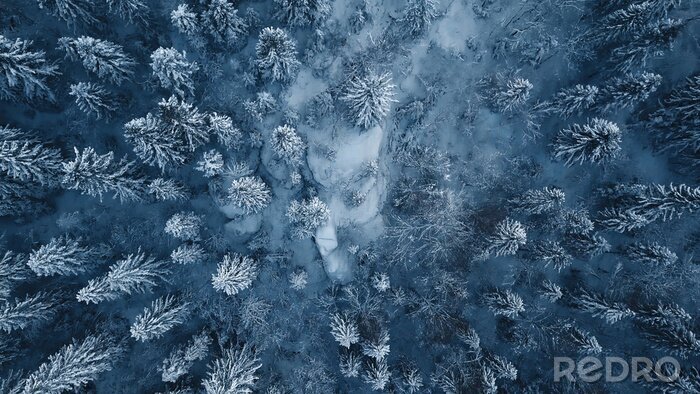 Bild Winter im Wald aus Vogelperspektive