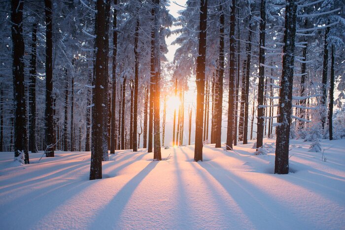 Bild Winter im Wald Sonnenuntergang