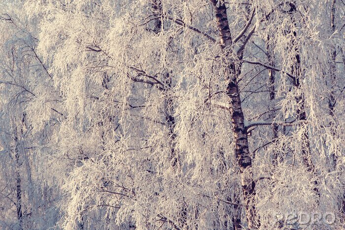 Bild Winter und Natur