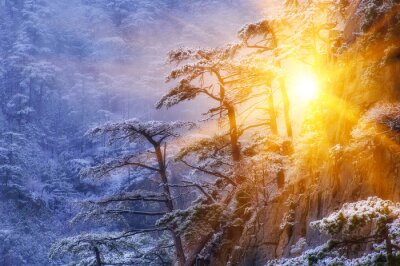 Winter Waldlandschaft mit Sonnenschein