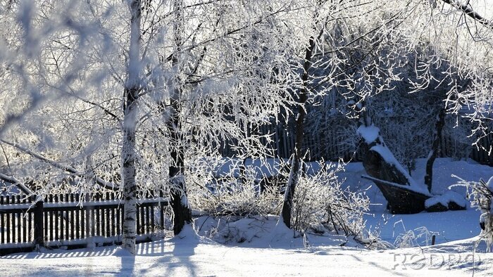 Bild Winteransicht mit Bäumen
