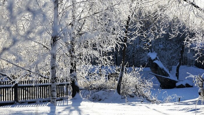 Bild Winteransicht mit Bäumen