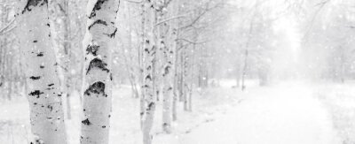 Winterbirken in Straßennähe gepflanzt