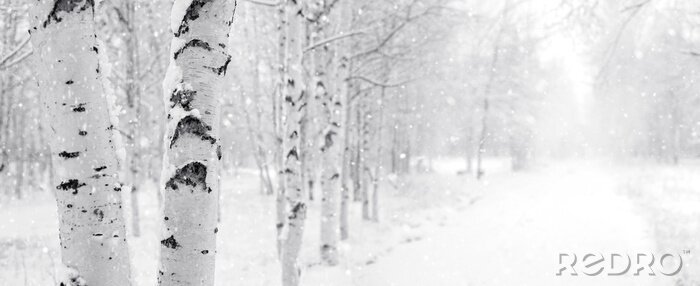 Bild Winterbirken in Straßennähe gepflanzt