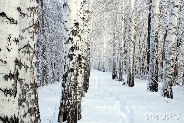 Bild Winterlicher Birkenhain