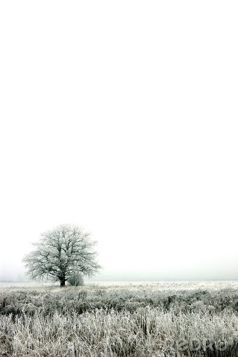 Bild Winterlicher einsamer Baum