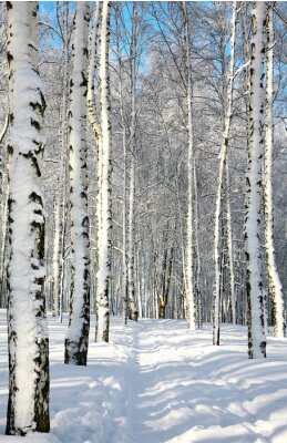 Winterlicher Pfad durch Birkenwald