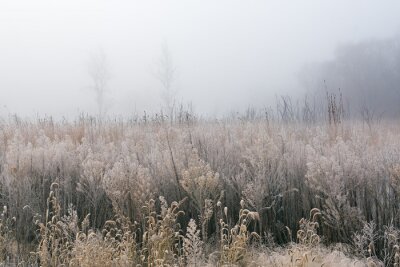 Bild Winterliches gefrorenes Gras