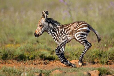 winziges Zebra im Galopp