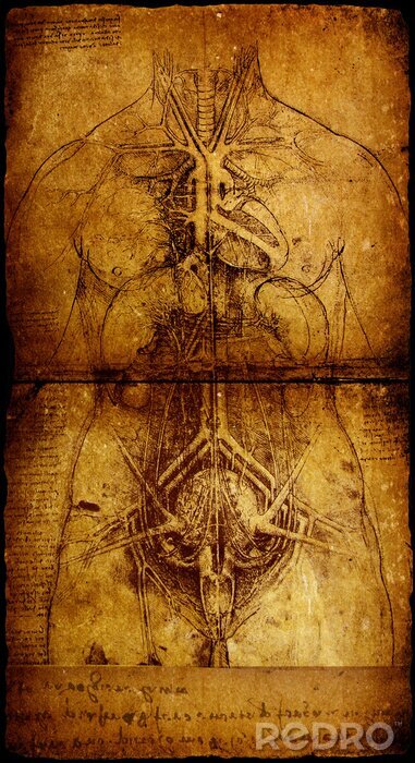Bild Wissenschaft und Skizze von Leonardo Da Vinci