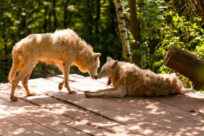 Wölfe auf einer hölzernen Plattform