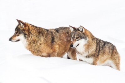 Wölfe im Schnee brechen durch